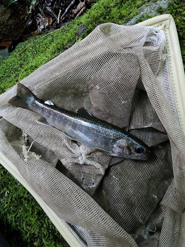 イワナの釣果