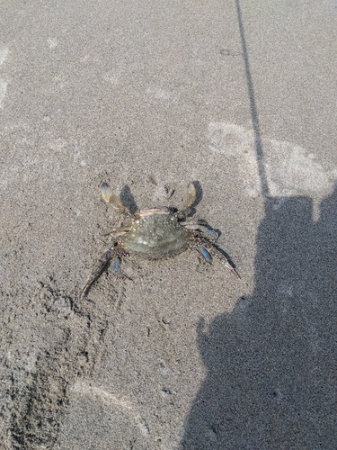 カニの釣果