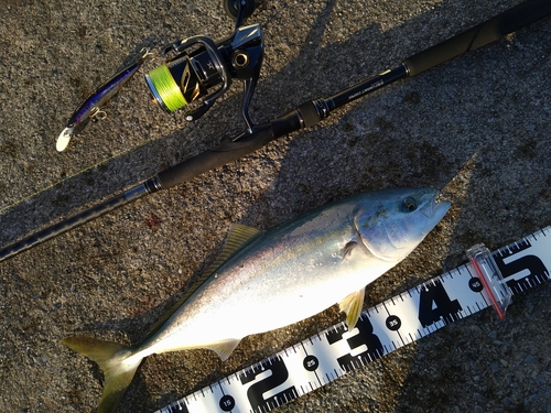 イナダの釣果