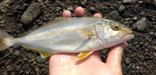 カンパチの釣果