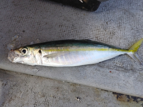 サバの釣果