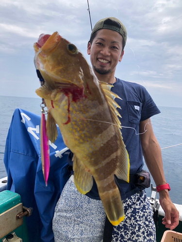 アオハタの釣果