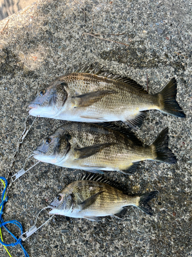 クロダイの釣果