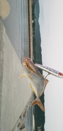 ネリゴの釣果