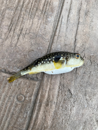 クサフグの釣果