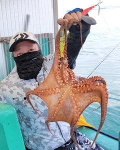 マダコの釣果