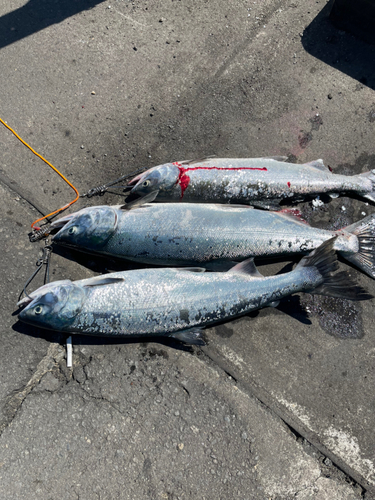 アキアジの釣果