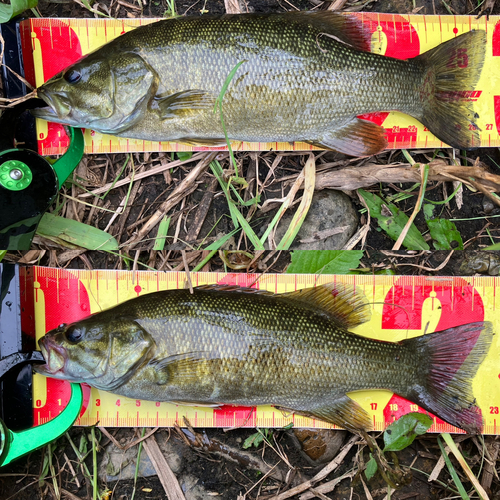 スモールマウスバスの釣果