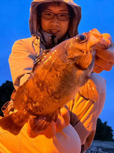 メバルの釣果