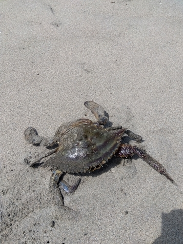 カニの釣果