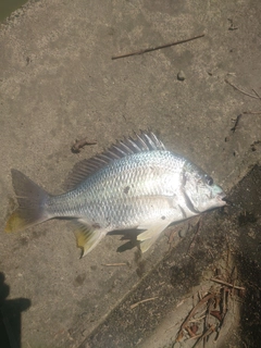 キビレの釣果