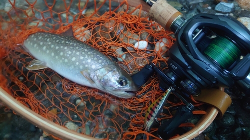 エゾイワナの釣果