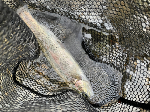 ニジマスの釣果