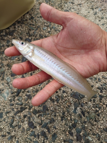 キスの釣果