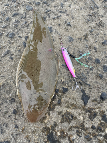 シタビラメの釣果