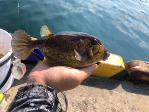 ハコフグの釣果