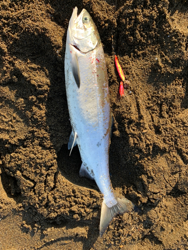 アキアジの釣果