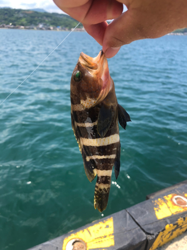 アオハタの釣果