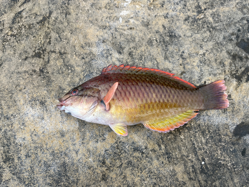 ホシササノハベラの釣果