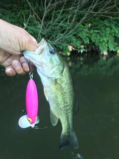 ラージマウスバスの釣果