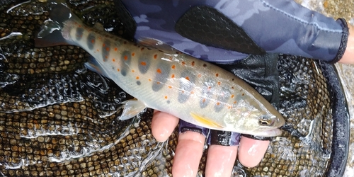 アマゴの釣果