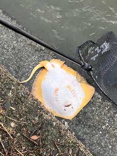 アカエイの釣果