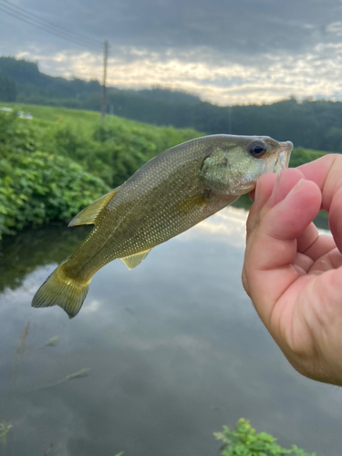 ラージマウスバスの釣果