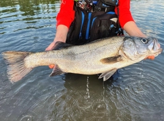 ヒラスズキの釣果