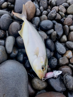 シオの釣果