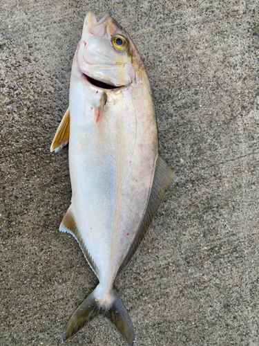 カンパチの釣果