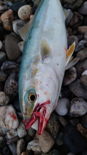 ワカナゴの釣果