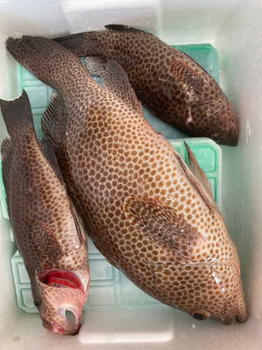 オオモンハタの釣果