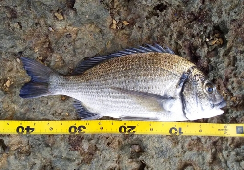 ナンヨウチヌの釣果