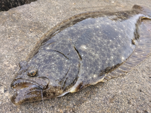 ヒラメの釣果