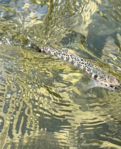 ヤマメの釣果