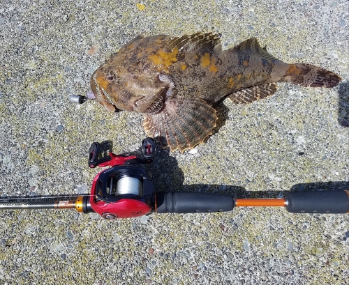 カジカの釣果