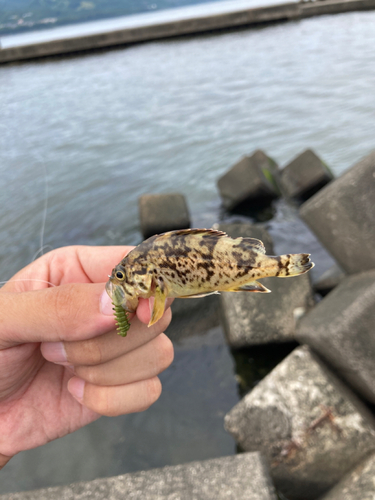 シマゾイの釣果