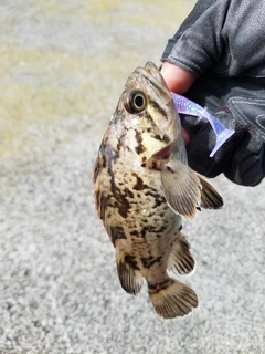 クロソイの釣果