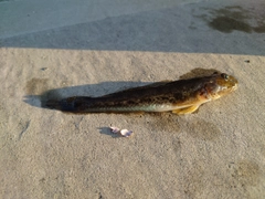 マハゼの釣果