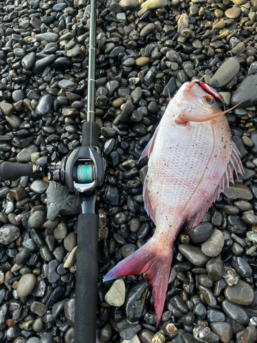 タイの釣果