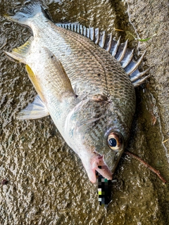 キビレの釣果