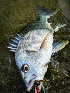 キビレの釣果