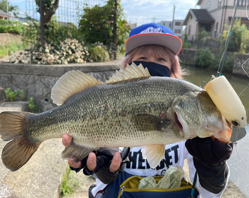 ブラックバスの釣果