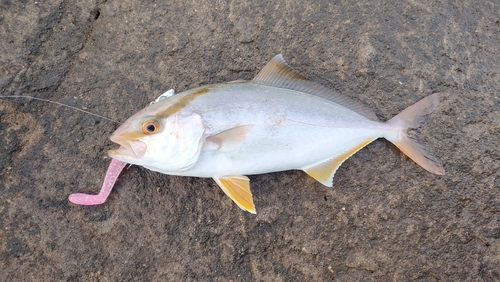 ショゴの釣果