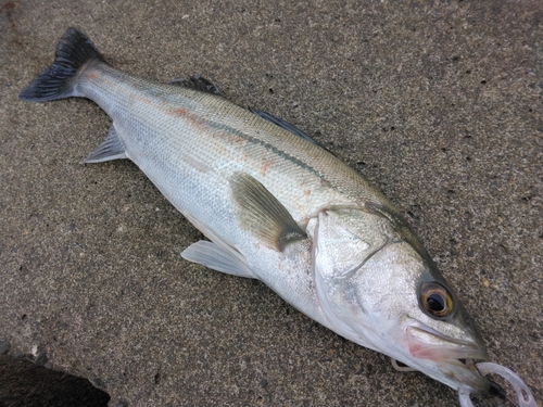 スズキの釣果