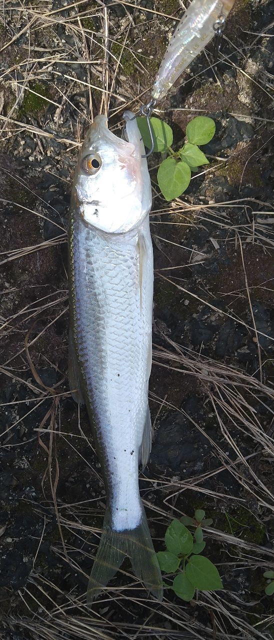 ケタバスの釣果写真