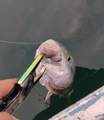 イナダの釣果