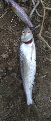 ケタバスの釣果