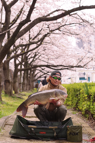 コイの釣果