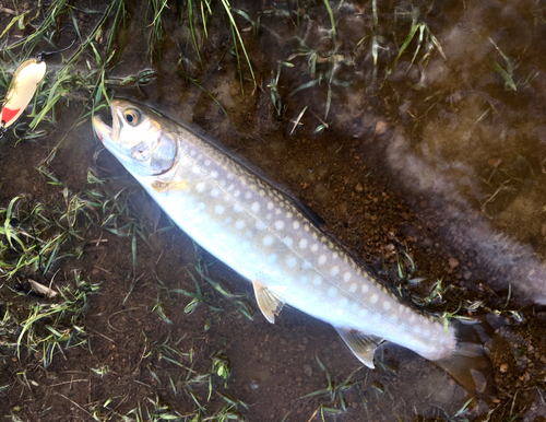 アメマスの釣果